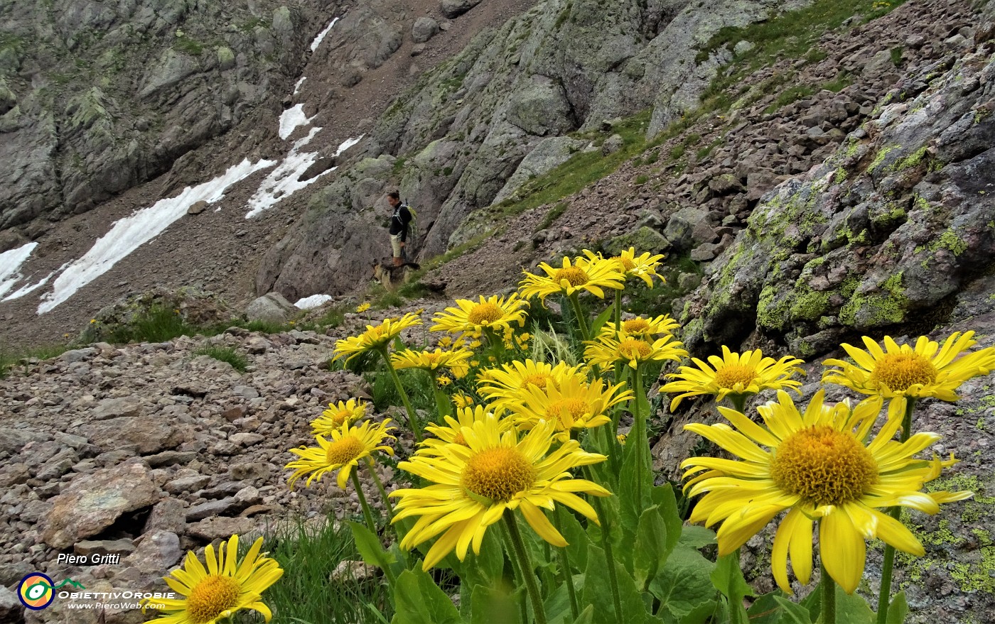 76  Estese fioriture di Doronico dei macereti (Doronicum grandiflorum).JPG